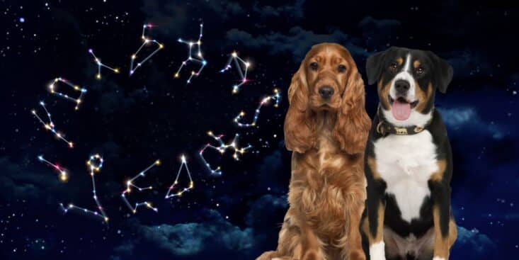 Voici le caractère de votre chien selon son signe du zodiaque !