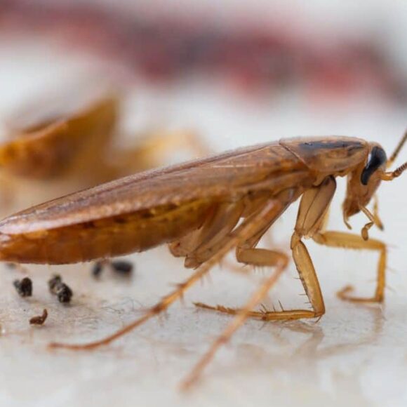 Éliminer définitivement les cafards de votre cuisine avec ces 4 ingrédients