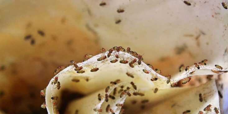 Exterminez tous les moucherons de votre cuisine avec ces 3 astuces super simples à faire