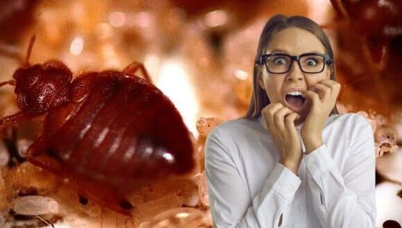 Exterminez toutes les punaises de lit avec cette super astuce