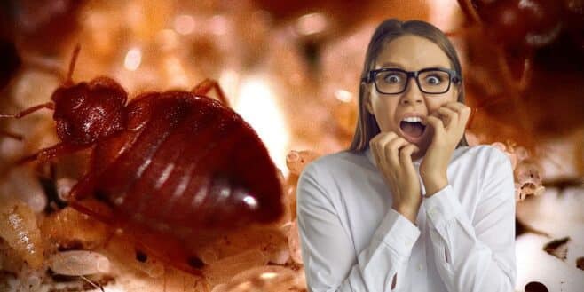 Exterminez toutes les punaises de lit avec cette super astuce