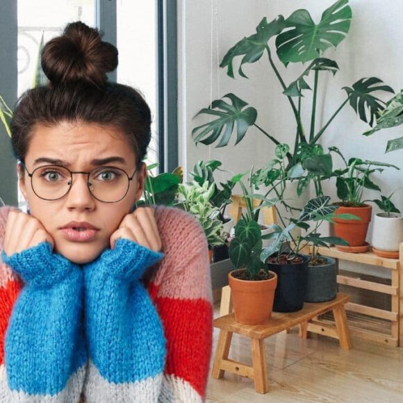 Ne mettez jamais ces 4 plantes dans votre chambre