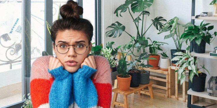 Ne mettez jamais ces 4 plantes dans votre chambre