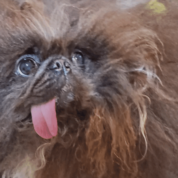 C'est l'animal le plus moche du monde