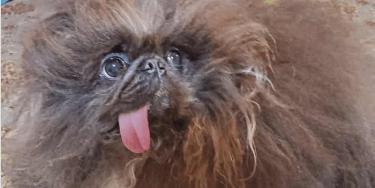 C'est l'animal le plus moche du monde