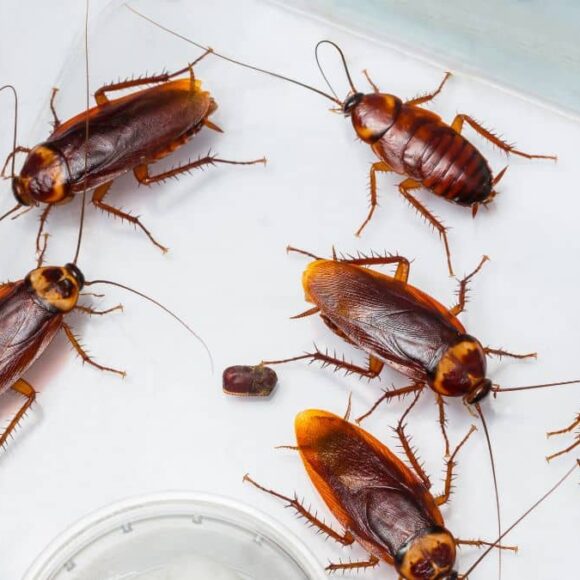 Éliminer les cafards de votre cuisine avec seulement 4 ingrédients