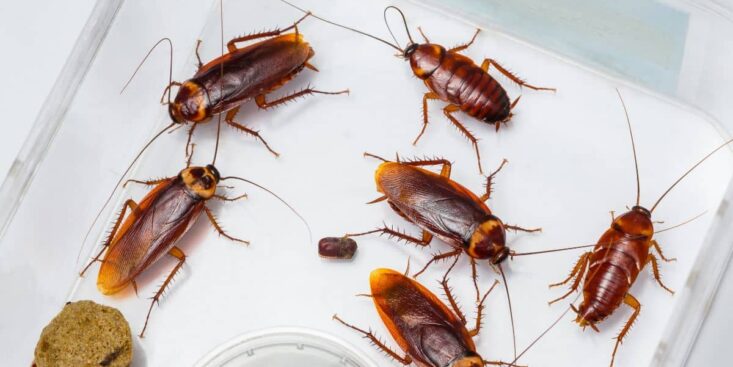 Éliminer les cafards de votre cuisine avec seulement 4 ingrédients