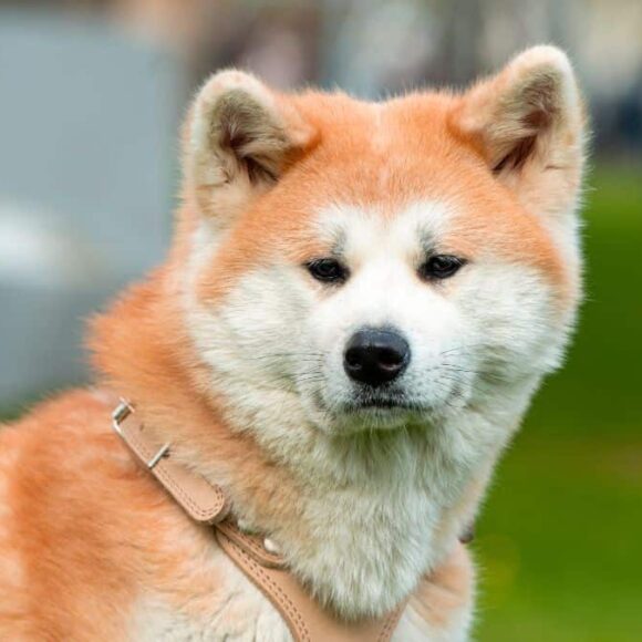 La race de chien la moins recommandé dans un appartement