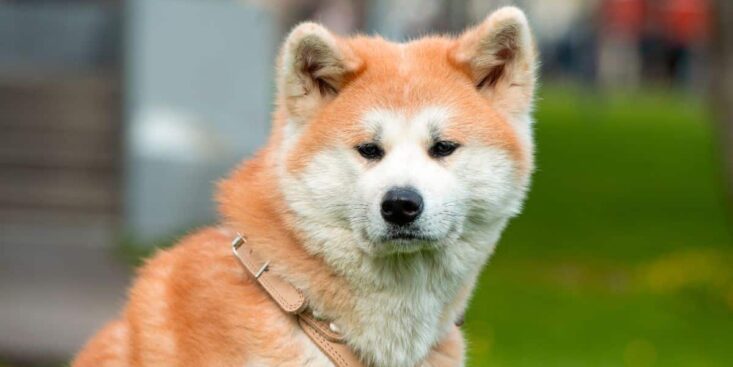 La race de chien la moins recommandé dans un appartement