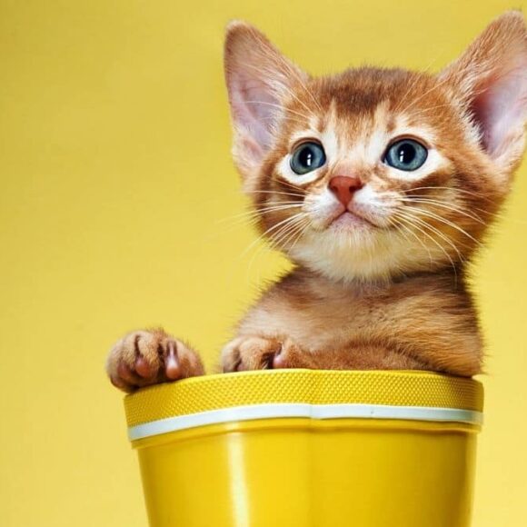 4 signes qui prouvent que votre chat vous aime vraiment selon ce vétérinaire