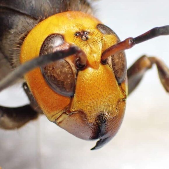 Cette couleur tendance de l'été repousse les frelons asiatiques