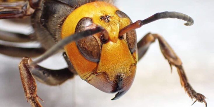 Cette couleur tendance de l'été repousse les frelons asiatiques