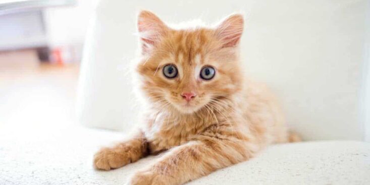 Si votre chat dort avec vous la nuit ce n’est pas de l’amour, la vraie signification