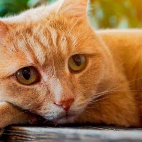 Mauvaise nouvelle pour tous les propriétaires de chats, cette interdiction va tout changer