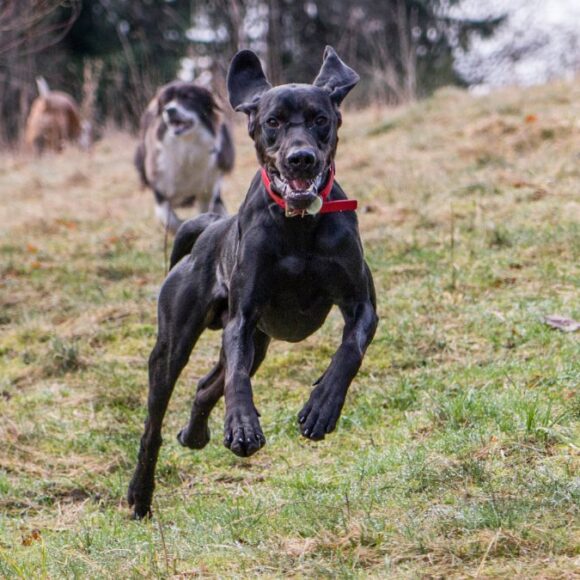 Une amende de 750 euros si vous vous baladez avec votre chien dans ce lieu