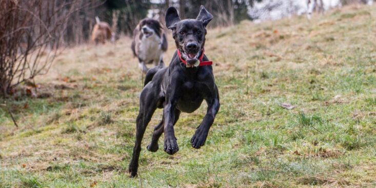 Une amende de 750 euros si vous vous baladez avec votre chien dans ce lieu