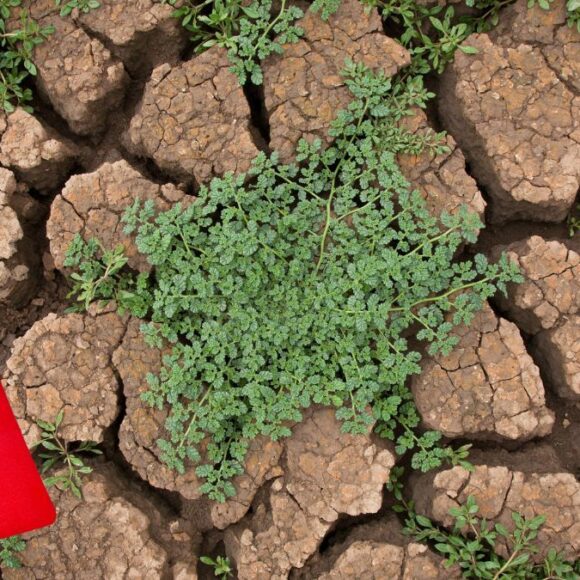 Ce nouveau plan d’épargne avenir climat de ces 2 banques beaucoup mieux que le Livret A