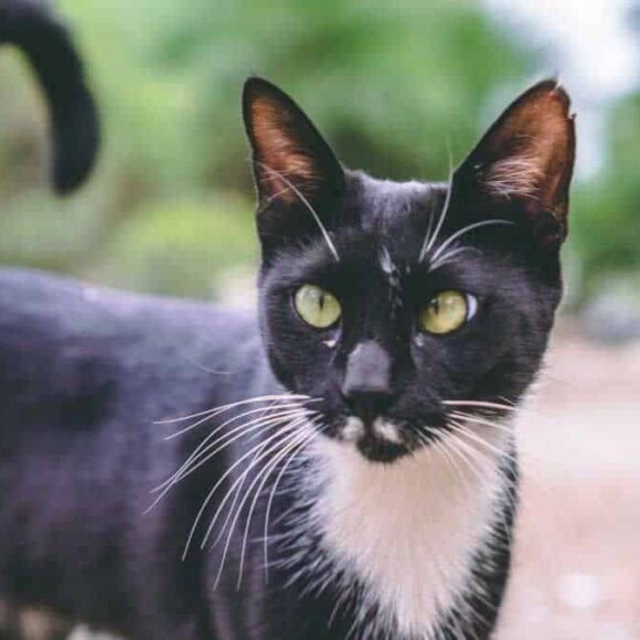 Ces fruits que tout le monde a empêche les chats de faire de votre jardin une litière géante