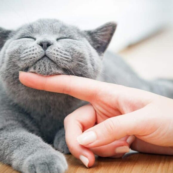 Cette lourde amende pour tous les propriétaires de chats si vous oubliez cette étape importante dans ce pays voisin