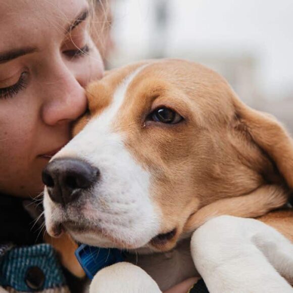 Identification obligatoire des animaux : quelles sanctions pour les propriétaires négligents ?