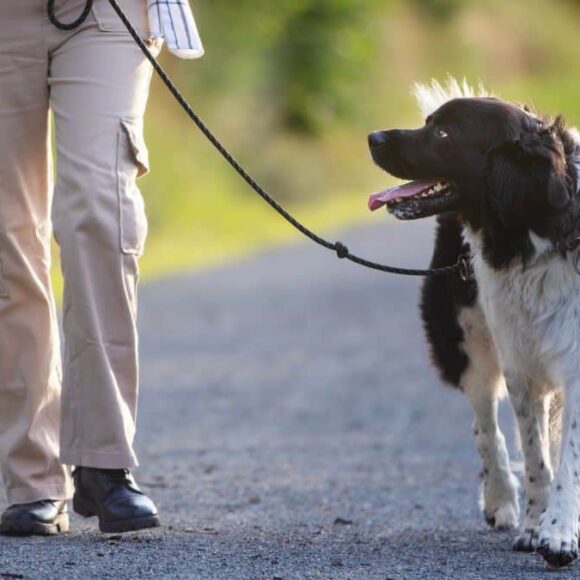 Une amende de 135 euros si vous avec cette mauvaise habitude avec votre chien