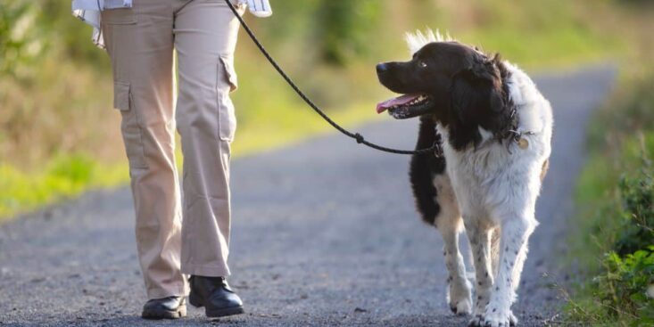 Une amende de 135 euros si vous avec cette mauvaise habitude avec votre chien