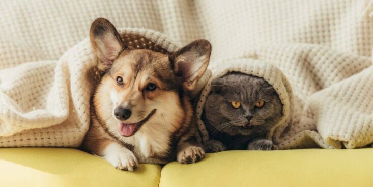 Une aide CAF pour les animaux ? Ce qu’il faut vraiment savoir