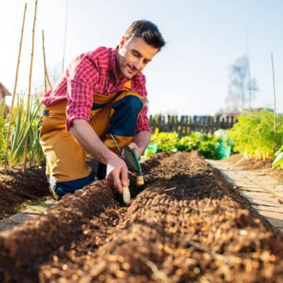 Ce légume que beaucoup ont oublié pousse même sans eau et vous offre une récolte surprise en automne