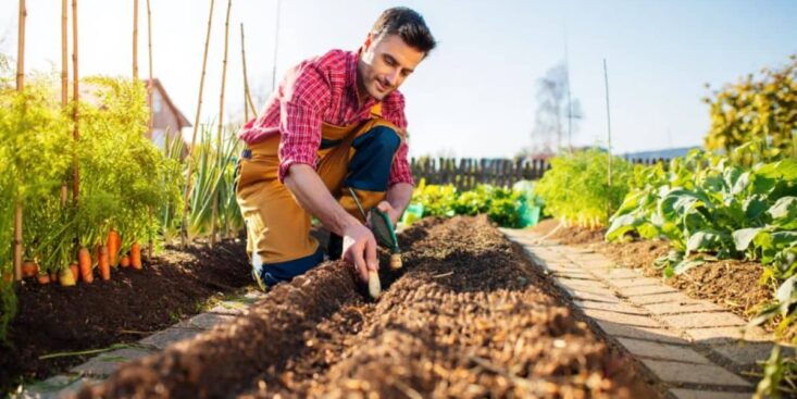 Ce légume que beaucoup ont oublié pousse même sans eau et vous offre une récolte surprise en automne