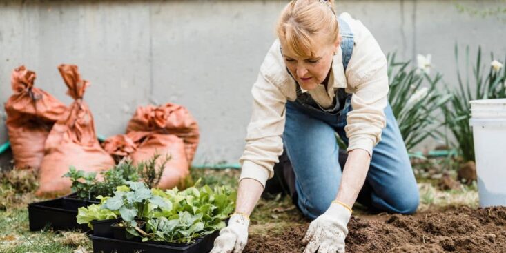 Ces légumes à semer en juillet dans votre jardin pour une récolte abondante en automne