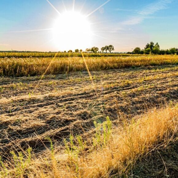 Chaleur, oubli d’arrosage… ces 11 astuces sauvent vos plantes même en pleine canicule