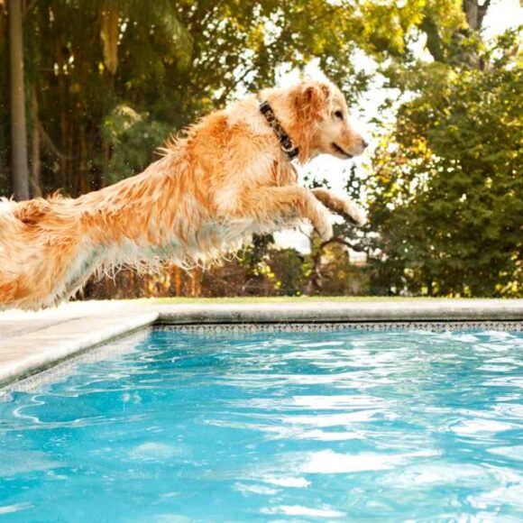 Chien : ces dangers menacent votre compagnon lors de la baignade ?