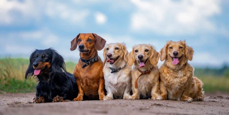 Été, vacances et animaux de compagnie : comment organiser leur garde et éviter les abandons ?