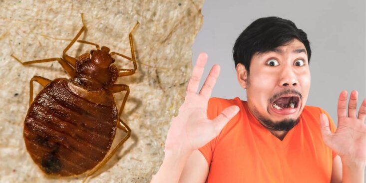 Punaises de lit : comment éviter d’en ramener chez soi après les vacances ?