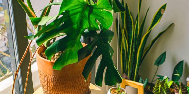 Plante d’intérieur: déplacez-la maintenant pour éviter l’invasion d’araignées cet automne
