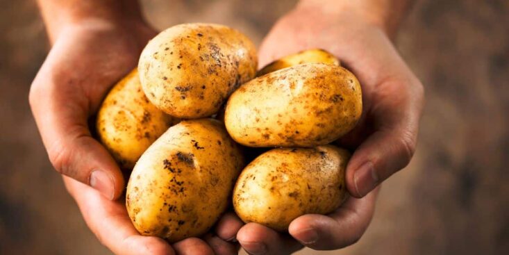 Pommes de terre: où les stocker pour éviter la germination et les garder fraîches pendant des semaines