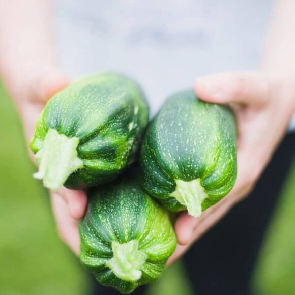 Vous manquez de courgettes ? Au jardin, l’astuce du carton mouillé multiplie par 5 votre récolte, facile et pas chère