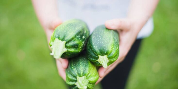 Vous manquez de courgettes ? Au jardin, l’astuce du carton mouillé multiplie par 5 votre récolte, facile et pas chère