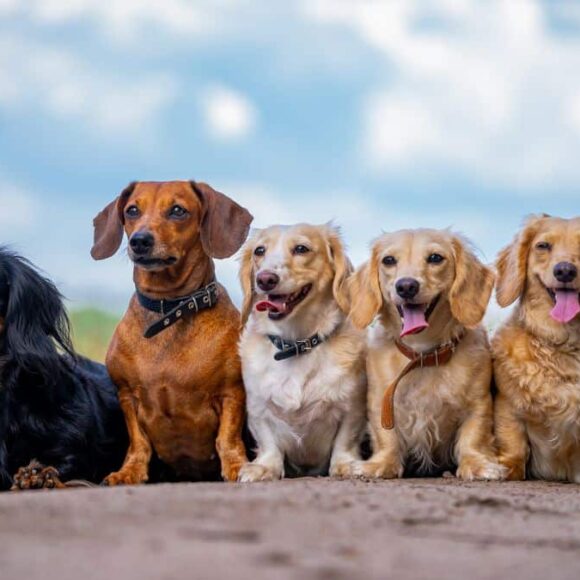 Vous rêvez d’un compagnon futé au quotidien ? Découvrez le Top 12 des races de chiens au QI record avant d’adopter