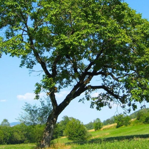 Arbre qui penche sauvez-le vite et évitez l'abattage