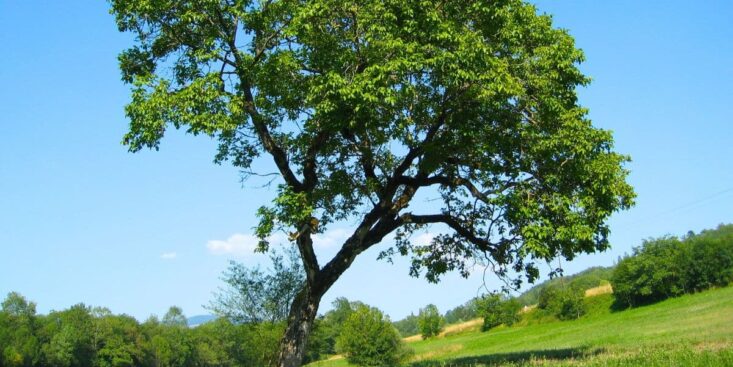 Arbre qui penche sauvez-le vite et évitez l'abattage