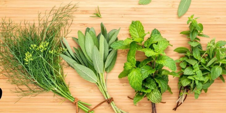 Basilic: multipliez vos plants chez vous avec une astuce simple