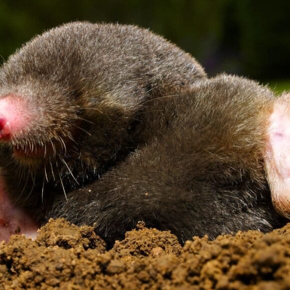 Taupes au potager: ce simple ingrédient les fait fuir durablement