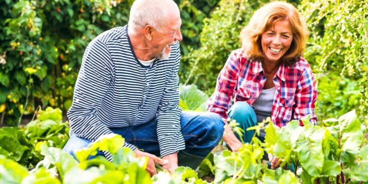 Jardiniers : en novembre, plantez ces bulbes et arbustes pour des floraisons de printemps en avance