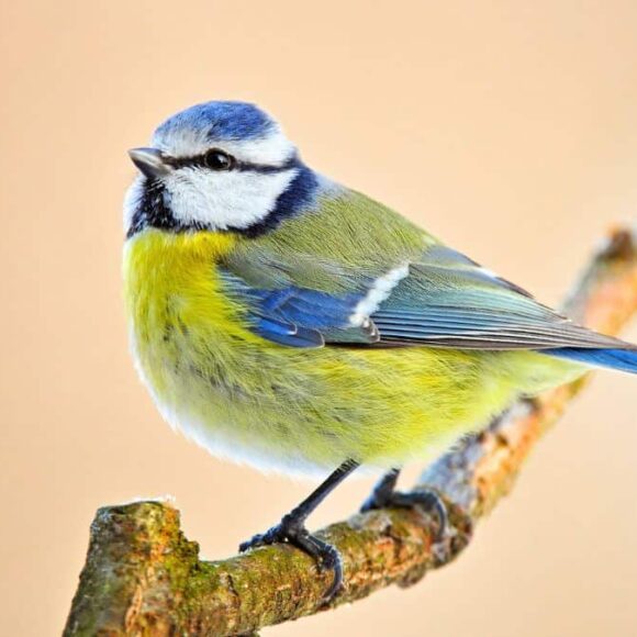 Mésanges: donnez 1 graine rare dès la Toussaint 2025 pour les sauver quand la nourriture manque