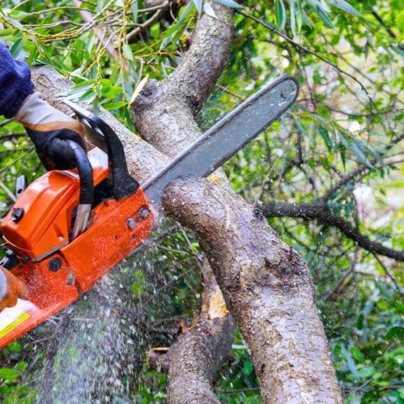 Lidl met en promo une tronçonneuse à essence avec démarrage électrique à 199€ cet automne 2025