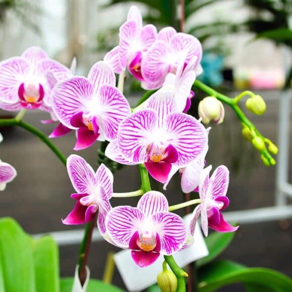 Orchidées : l’astuce simple qui relance la floraison cet hiver en France sans produit coûteux et prépare un printemps riche